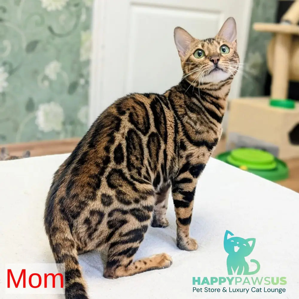 Dаrcy Bengal female black spotted tabby - live animals