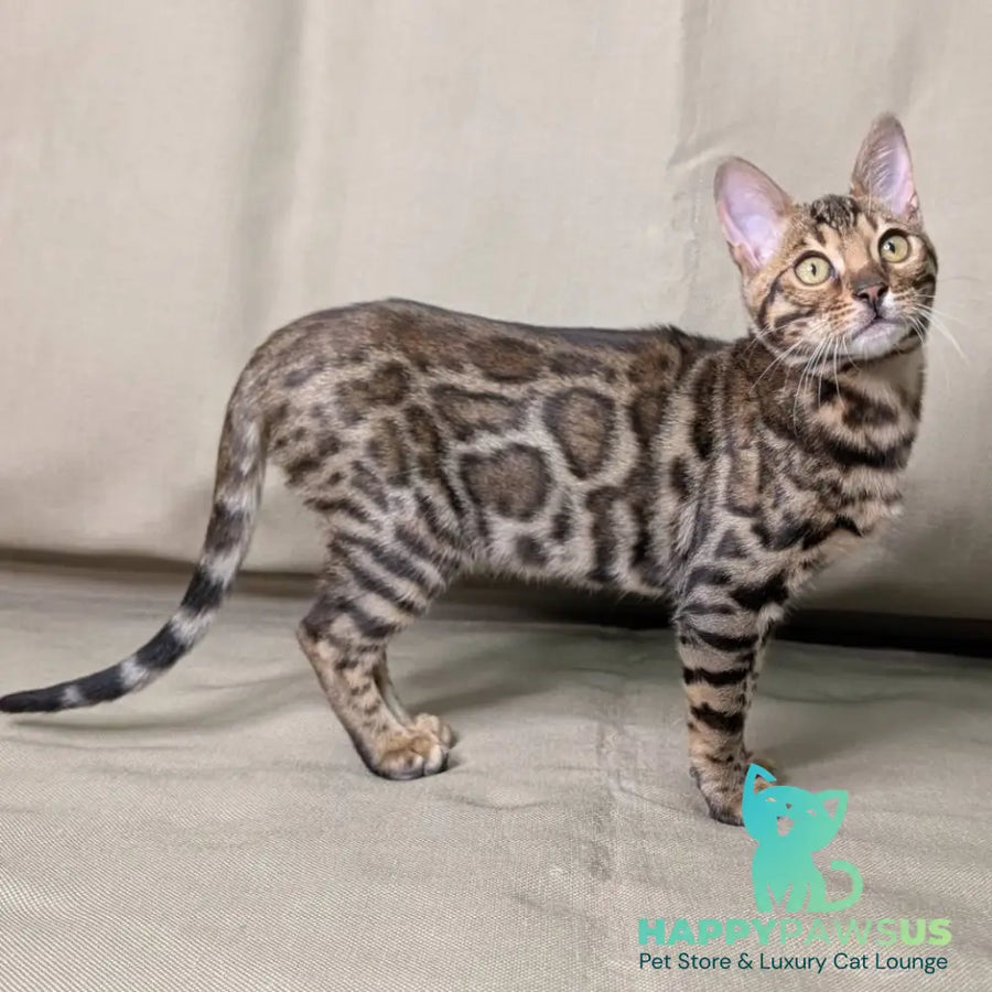 Dаrcy Bengal female black spotted tabby - live animals