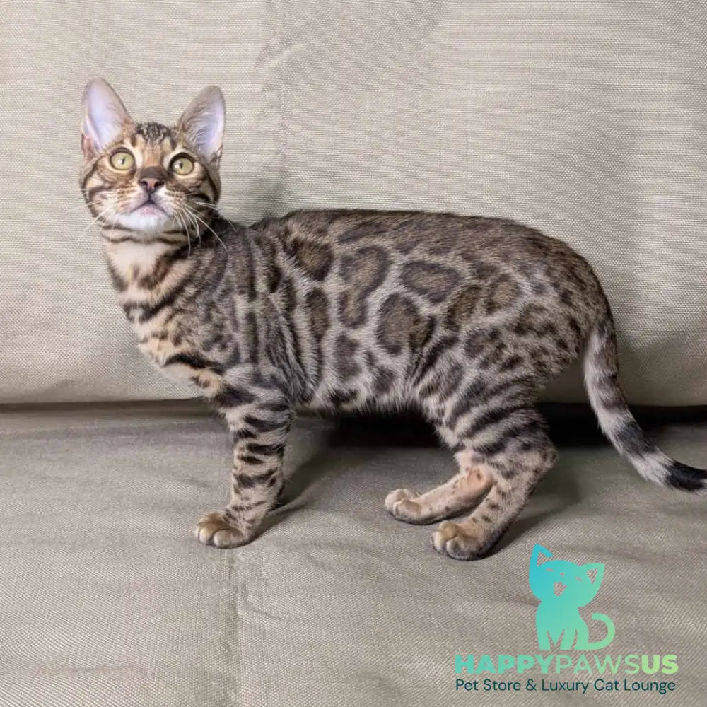 Dаrcy Bengal female black spotted tabby - live animals