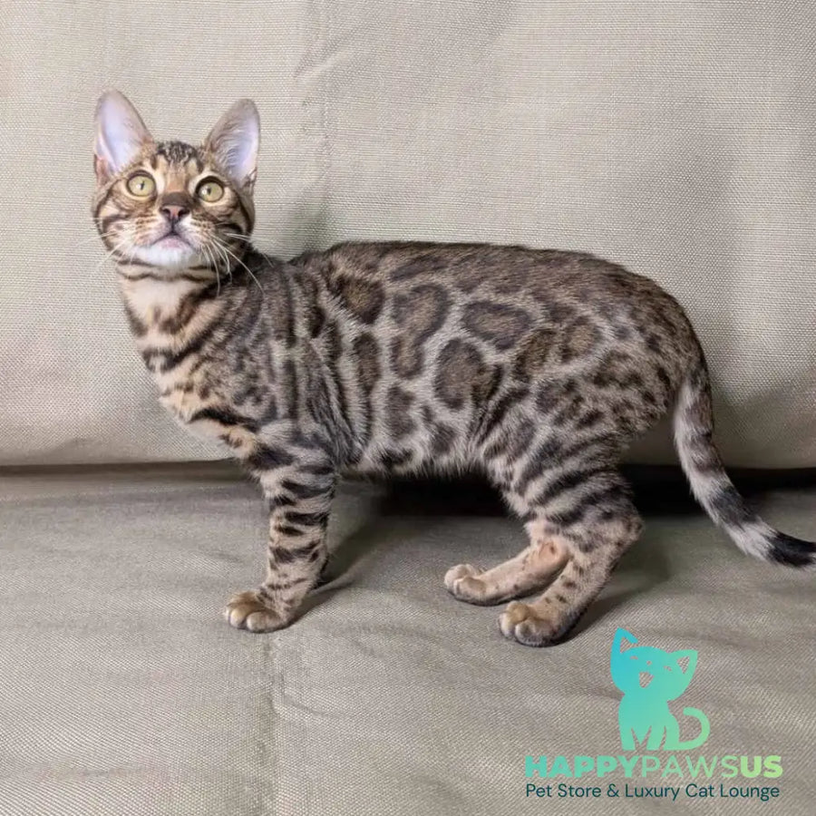 Dаrcy Bengal female black spotted tabby - live animals