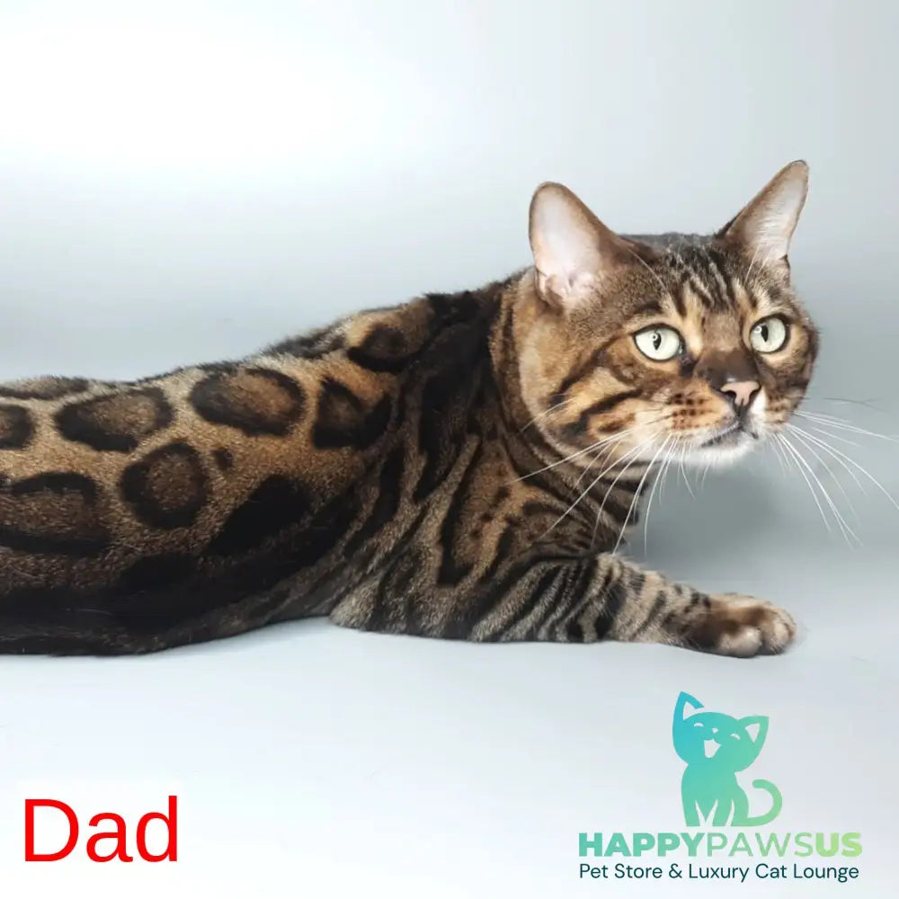 Dаrcy Bengal female black spotted tabby - live animals