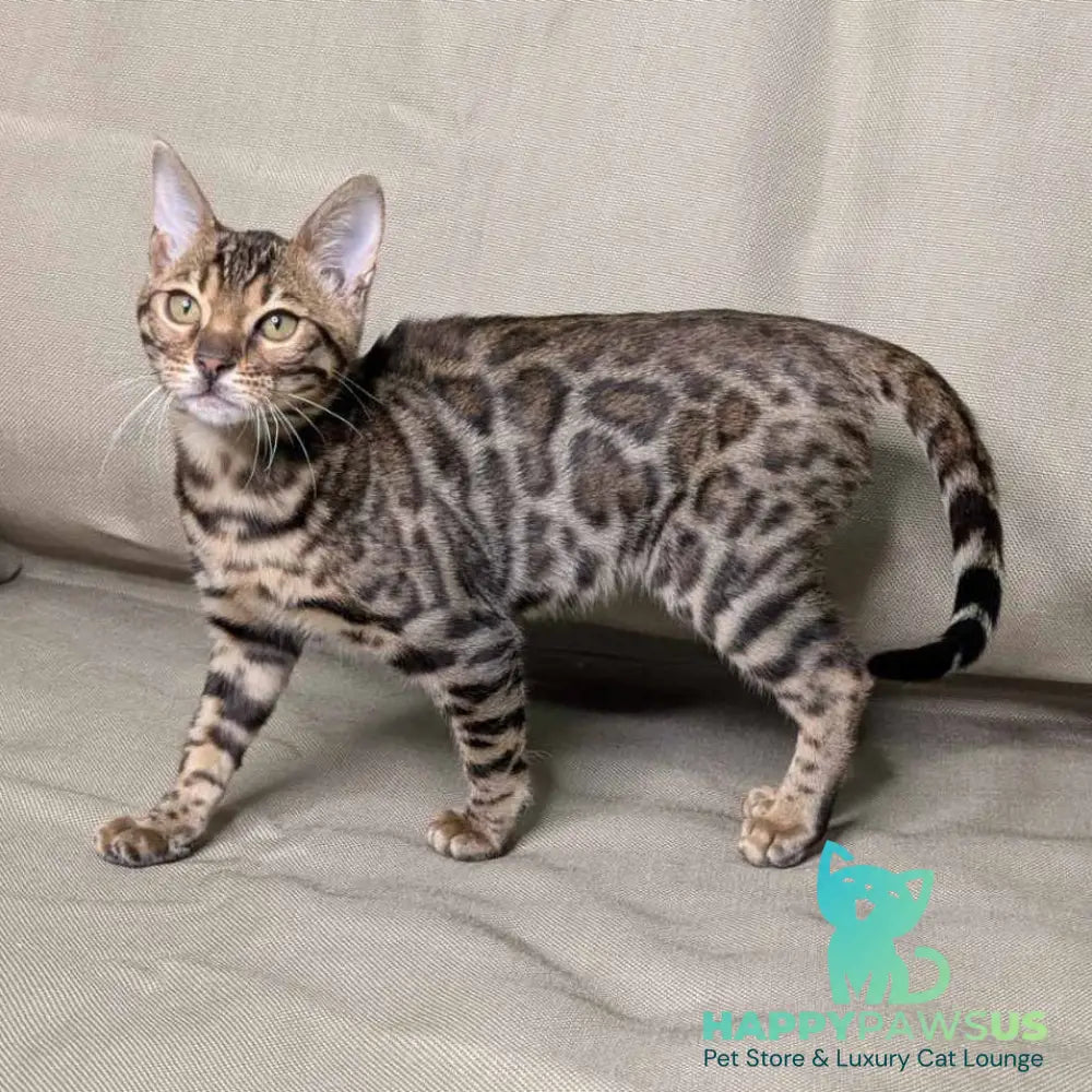 Dаrcy Bengal female black spotted tabby - live animals