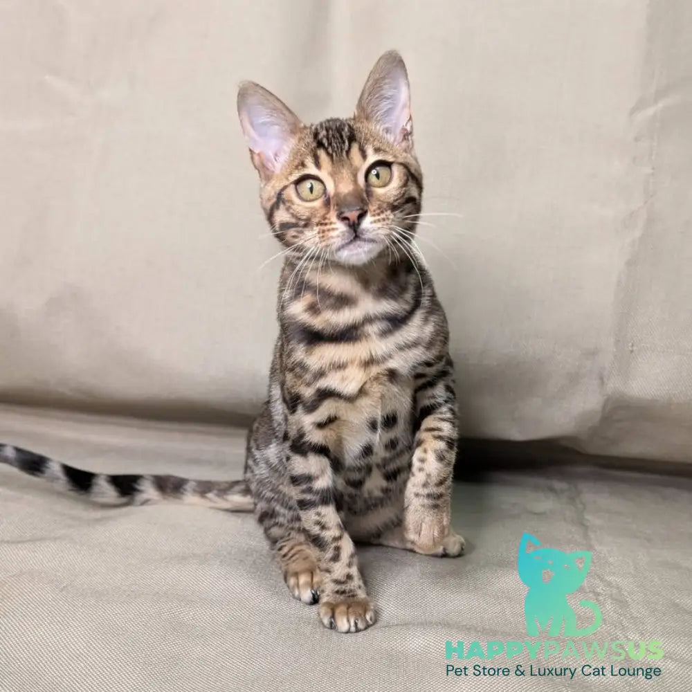 Dаrcy Bengal female black spotted tabby - live animals