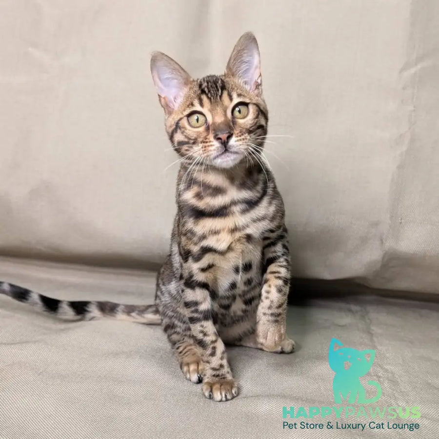 Dаrcy Bengal female black spotted tabby - live animals