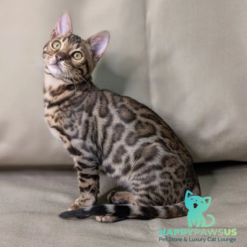 Dаrcy Bengal female black spotted tabby - live animals