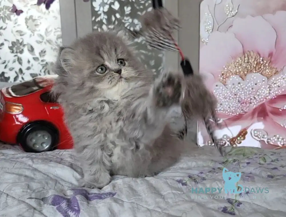 Daria Scottish Straight female blue ticked tabby live animals