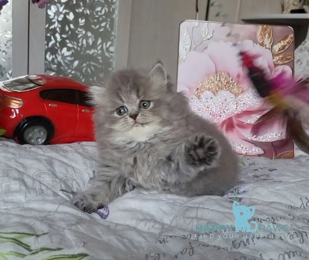 Daria Scottish Straight female blue ticked tabby live animals