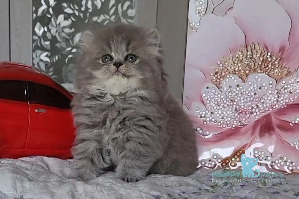 Daria Scottish Straight female blue ticked tabby live animals