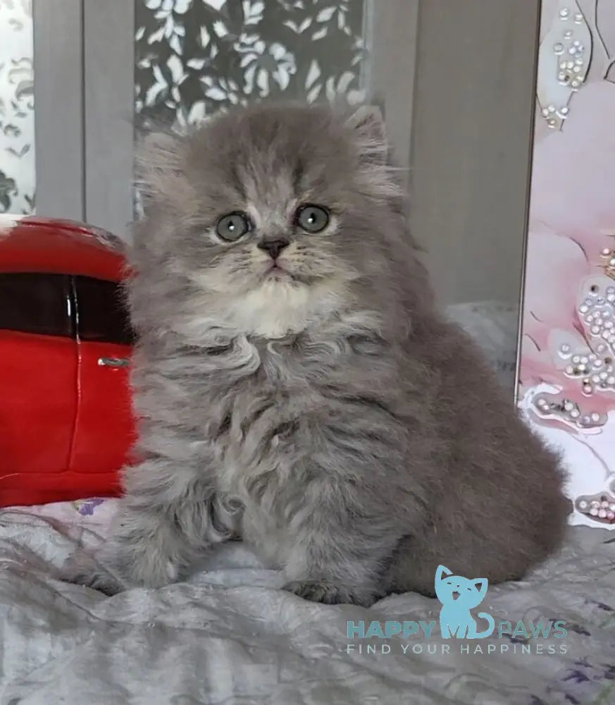 Daria Scottish Straight female blue ticked tabby live animals