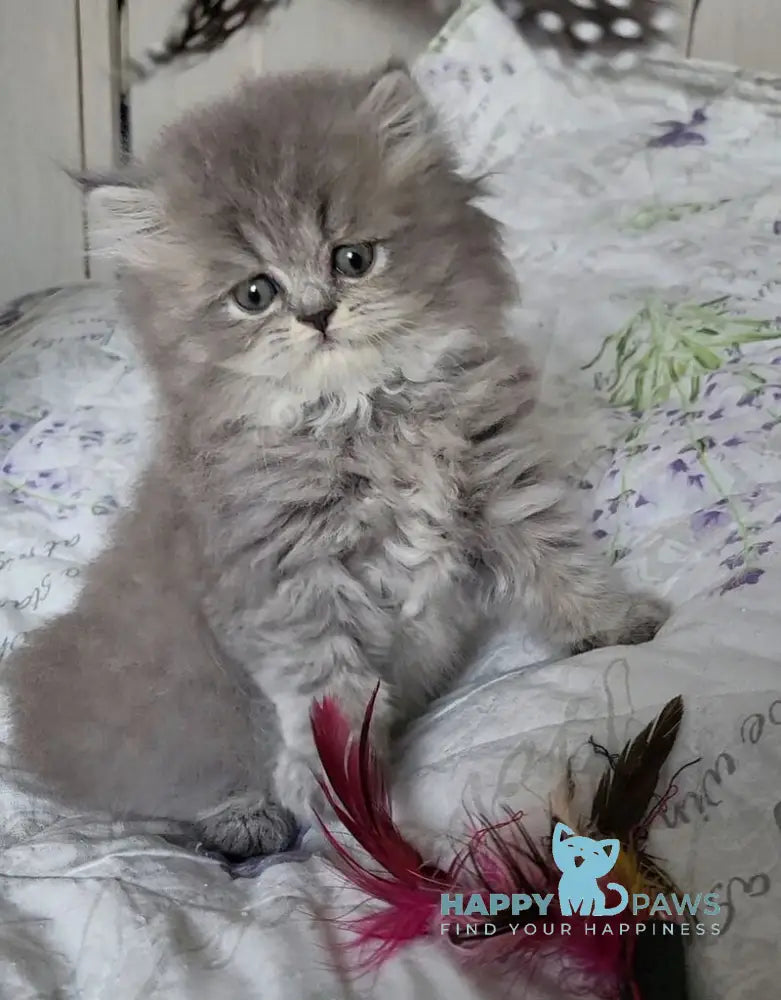 Daria Scottish Straight female blue ticked tabby live animals
