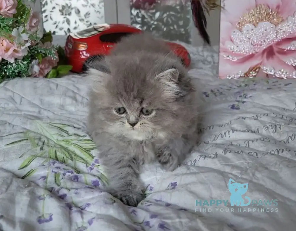 Daria Scottish Straight female blue ticked tabby live animals