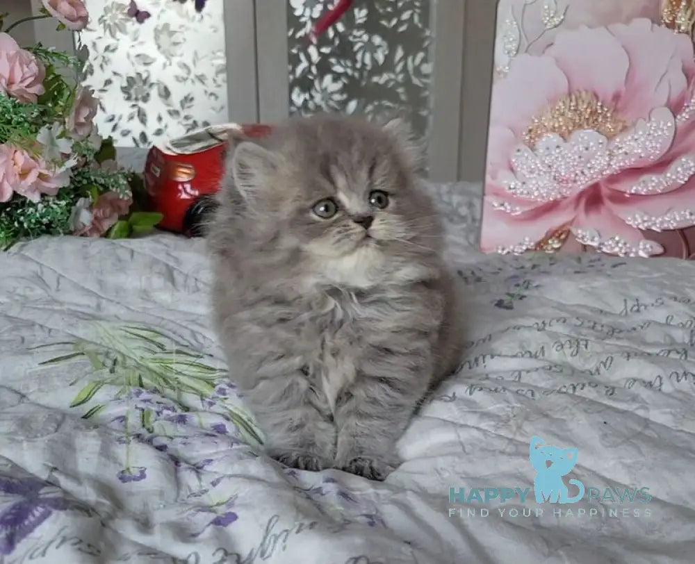 Daria Scottish Straight female blue ticked tabby live animals