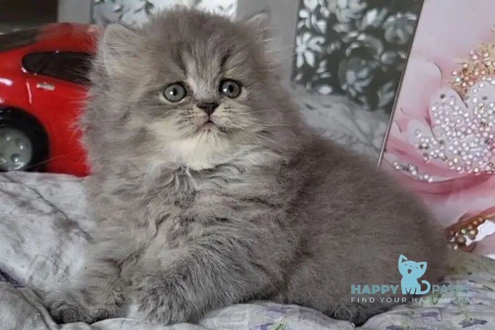 Daria Scottish Straight female blue ticked tabby live animals
