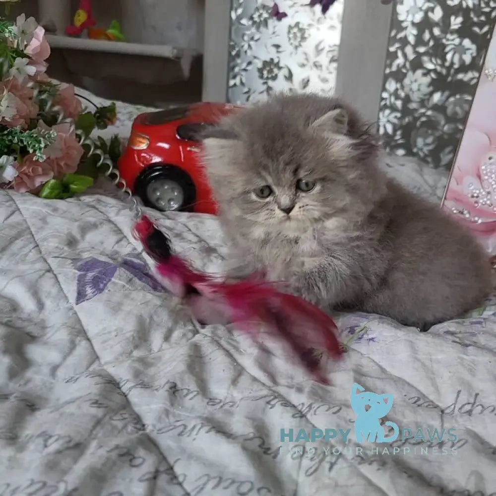 Daria Scottish Straight female blue ticked tabby live animals