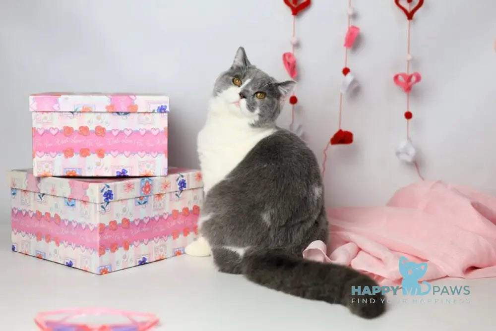 Darik British Shorthair male blue bicolour live animals