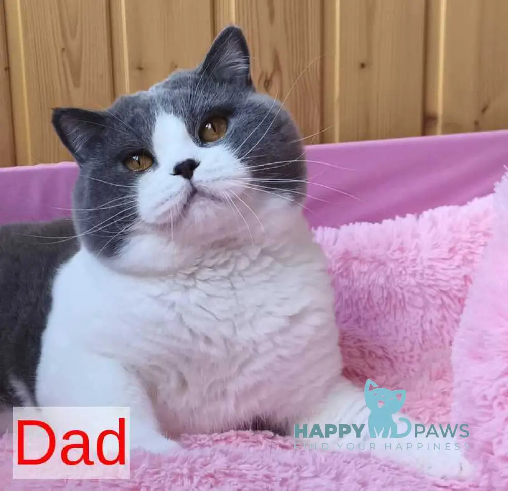 Darik British Shorthair male blue bicolour live animals