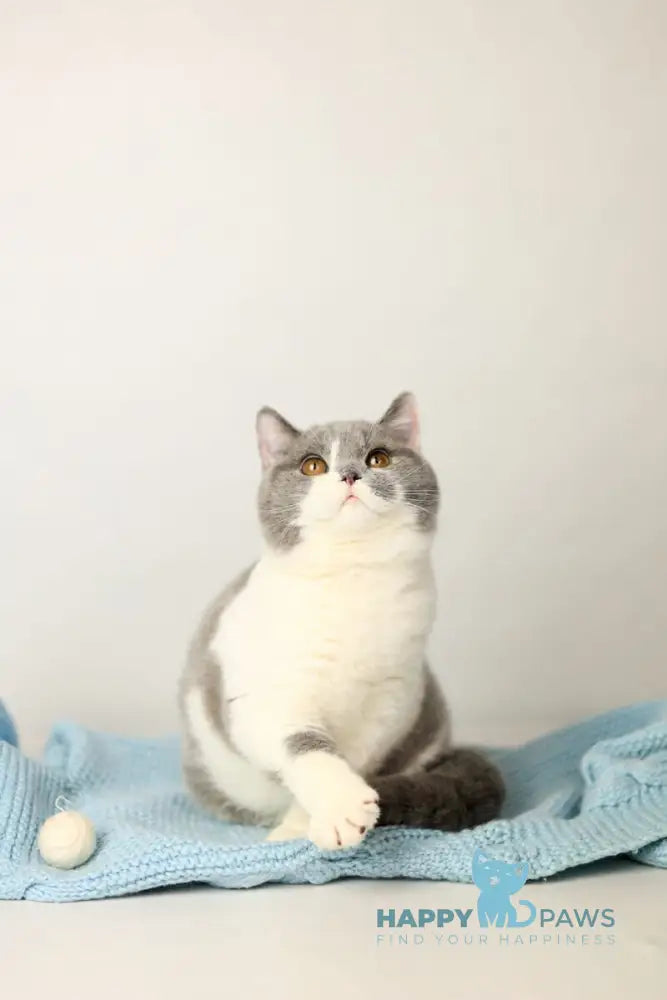 Darik British Shorthair male blue bicolour live animals