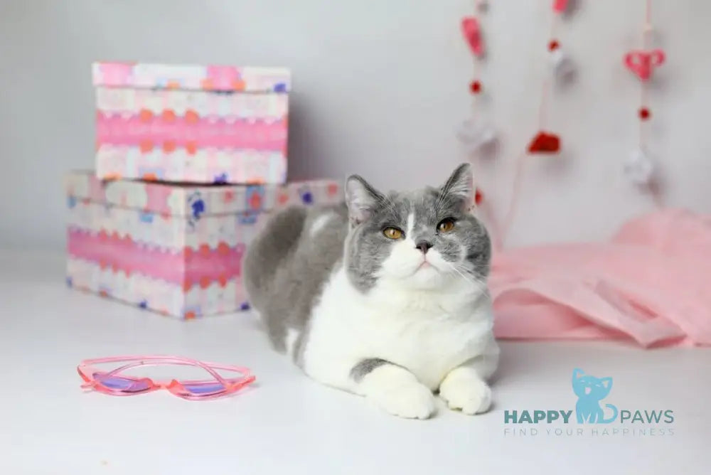 Darik British Shorthair male blue bicolour live animals