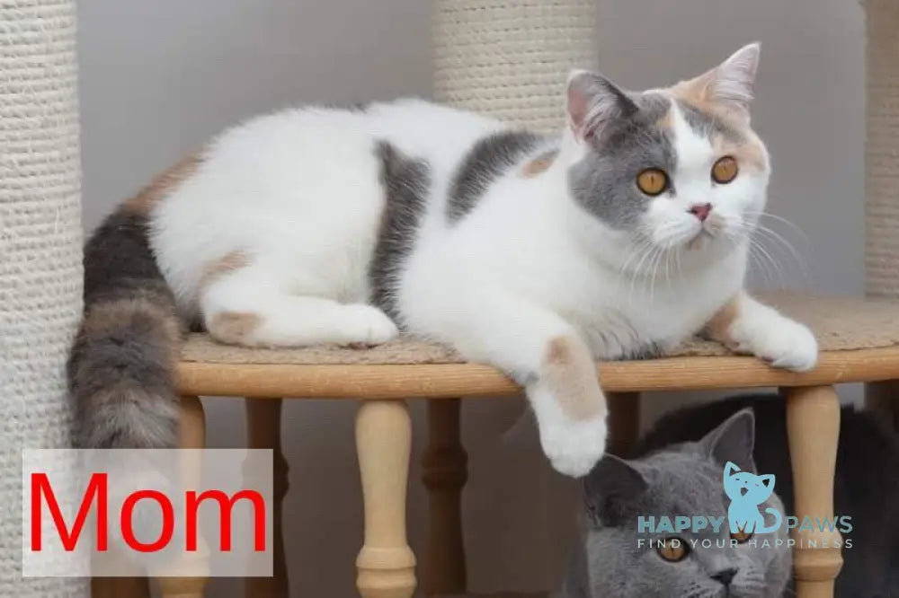 Darik British Shorthair male blue bicolour live animals