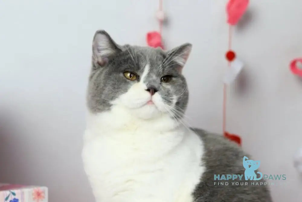 Darik British Shorthair male blue bicolour live animals