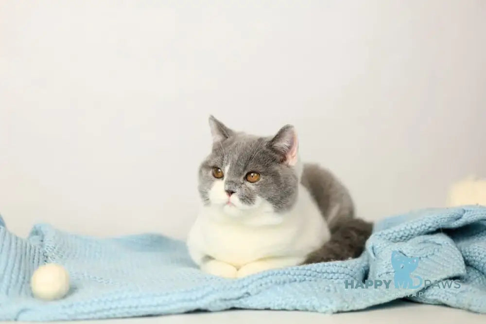 Darik British Shorthair male blue bicolour live animals
