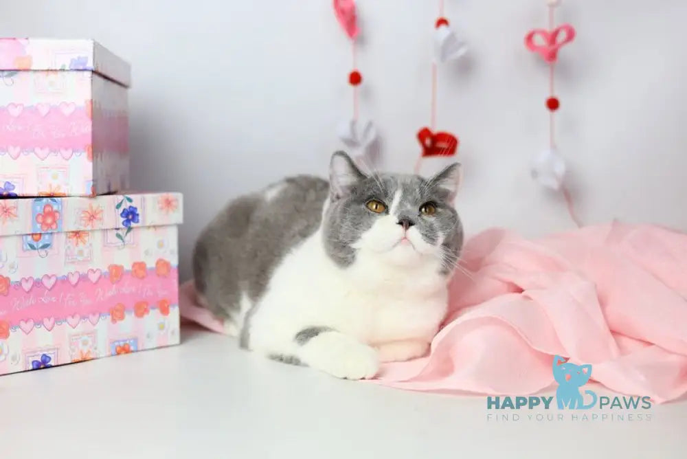 Darik British Shorthair male blue bicolour live animals