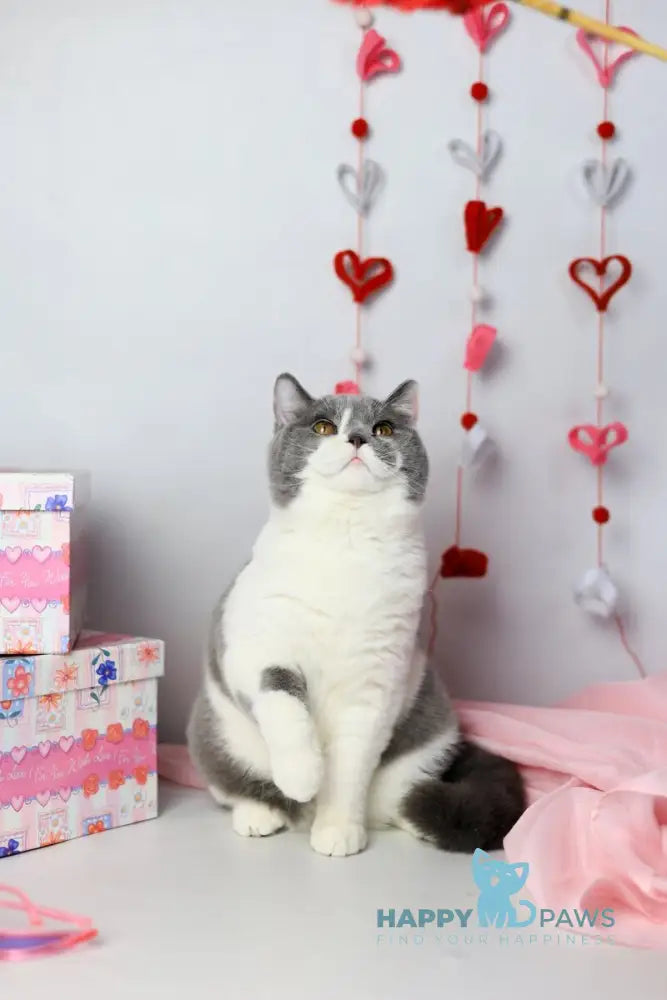 Darik British Shorthair male blue bicolour live animals