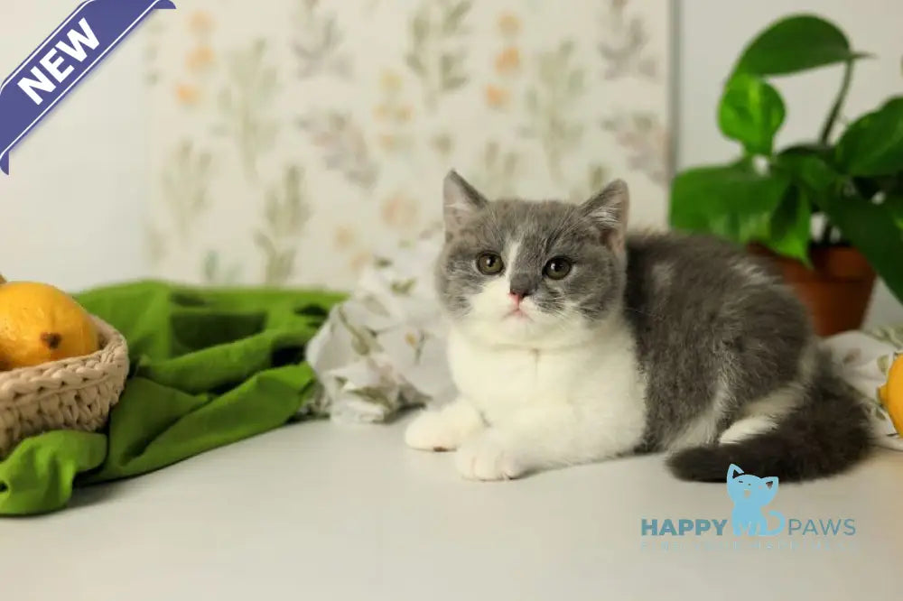 Darik British Shorthair male blue bicolour live animals