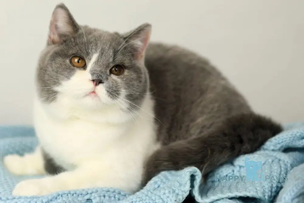 Darik British Shorthair male blue bicolour live animals