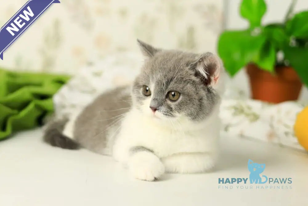 Darik British Shorthair male blue bicolour live animals