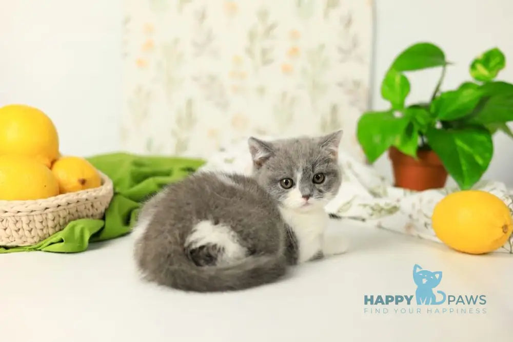 Darik British Shorthair male blue bicolour live animals