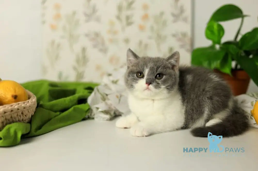 Darik British Shorthair male blue bicolour live animals