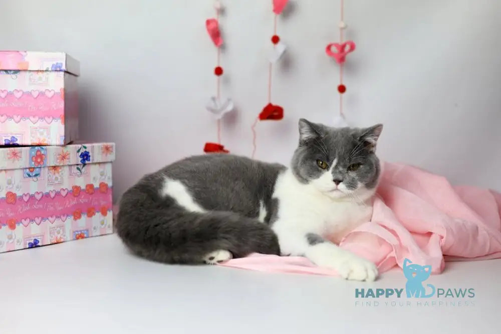 Darik British Shorthair male blue bicolour live animals