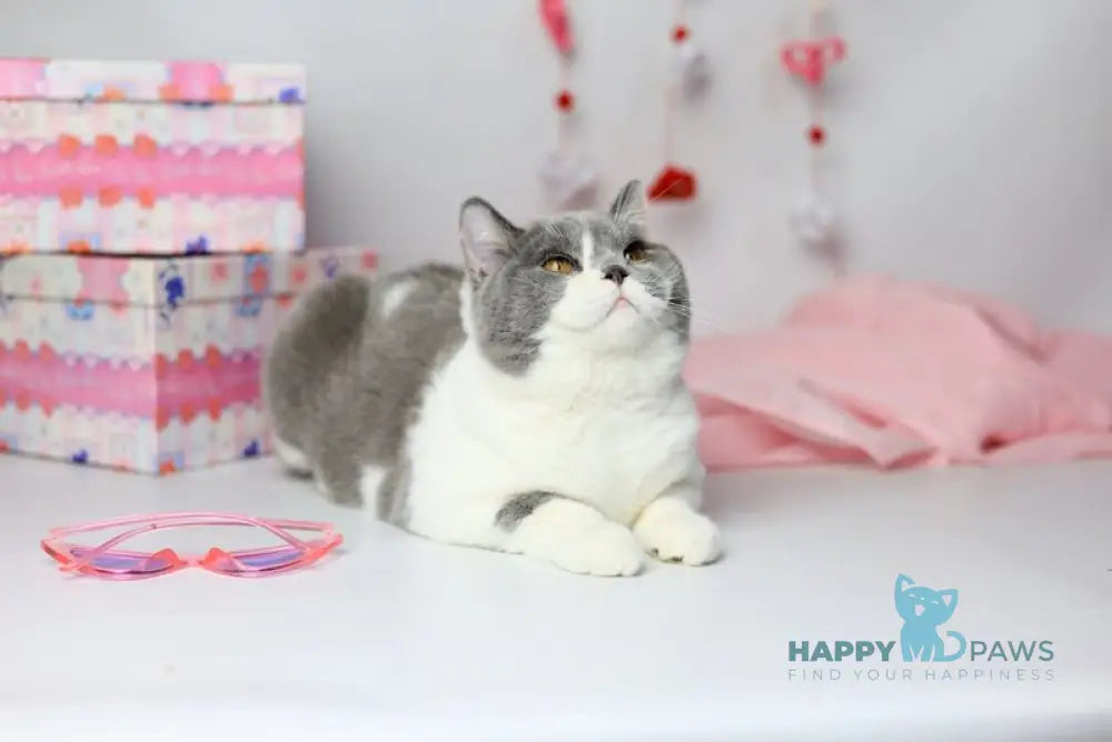 Darik British Shorthair male blue bicolour live animals