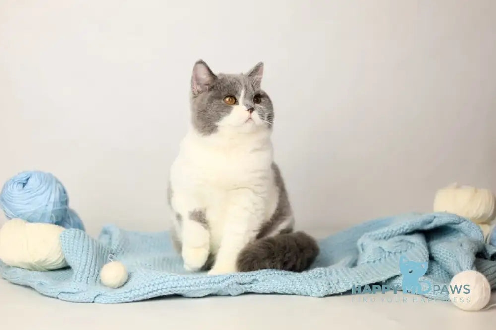 Darik British Shorthair male blue bicolour live animals