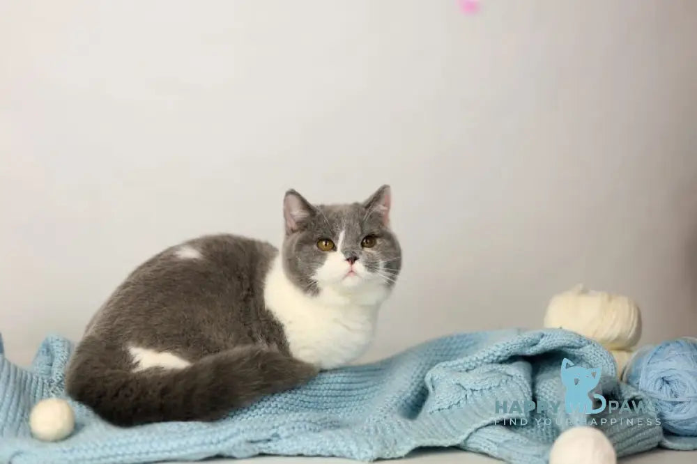 Darik British Shorthair male blue bicolour live animals