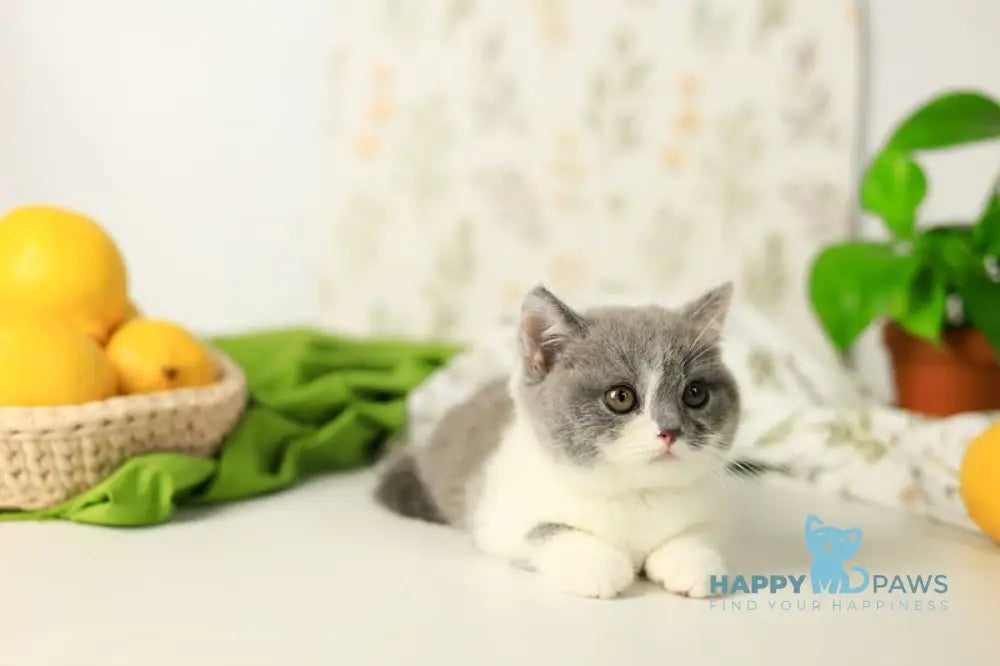Darik British Shorthair male blue bicolour live animals