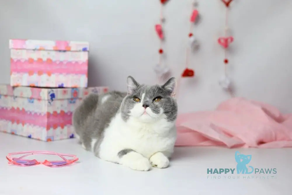 Darik British Shorthair male blue bicolour live animals