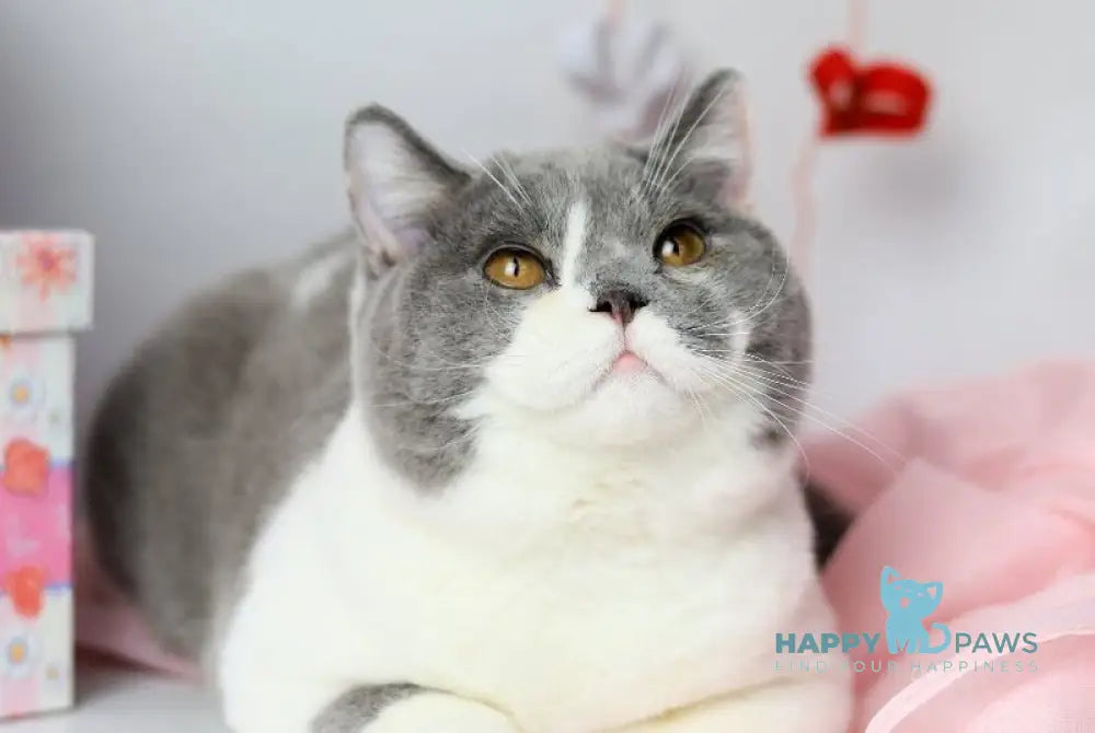 Darik British Shorthair male blue bicolour live animals