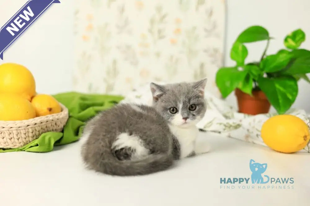 Darik British Shorthair male blue bicolour live animals