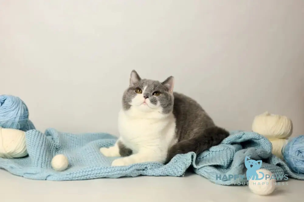 Darik British Shorthair male blue bicolour live animals