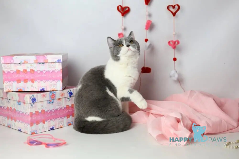 Darik British Shorthair male blue bicolour live animals