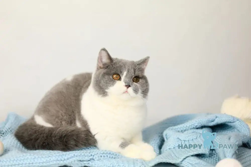 Darik British Shorthair male blue bicolour live animals