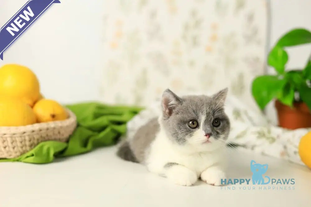 Darik British Shorthair male blue bicolour live animals