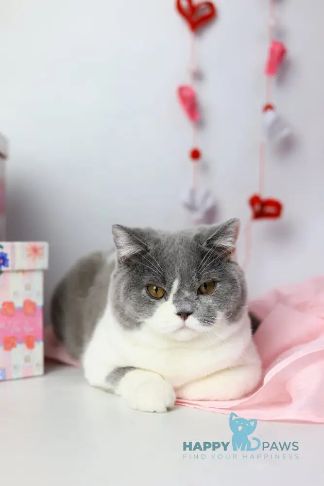 Darik British Shorthair male blue bicolour live animals