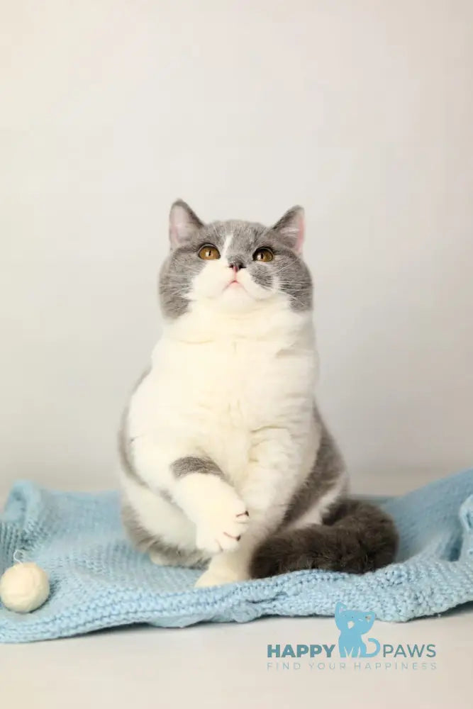 Darik British Shorthair male blue bicolour live animals