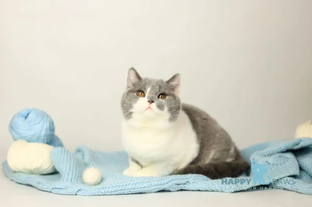 Darik British Shorthair male blue bicolour live animals