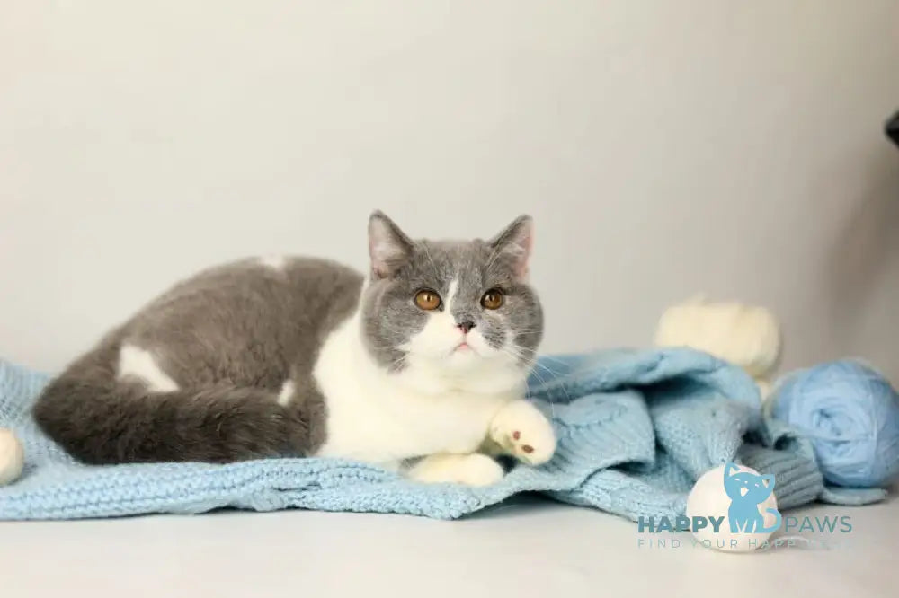 Darik British Shorthair male blue bicolour live animals