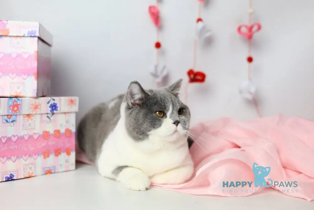 Darik British Shorthair male blue bicolour live animals