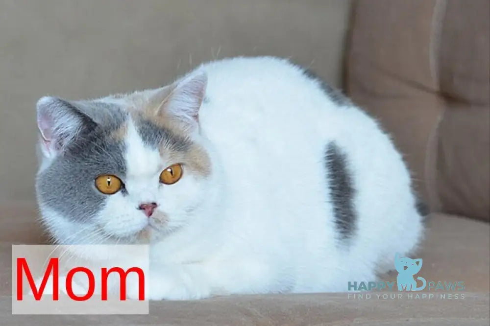 Darik British Shorthair male blue bicolour live animals